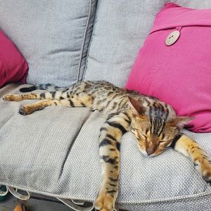 Meet your Posher, Angela